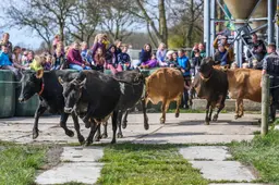 Blije koeien springen in de wei. ‘Dit is de moaiste dei fan it jier’