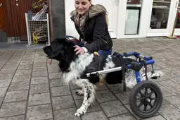 Verlamde stabij Boris (10) rolt door Leeuwarden in zijn hondenrolstoel. ‘Ik hoop dat hij ooit weer kan lopen’