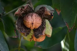 Lekker, voedzaam en met waardevol hout. Walnoten zijn een prima metgezel in je tuin (moet je wel het goede ras hebben)