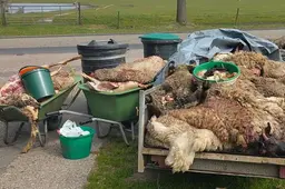 NVWA rolt illegale slachterij op in Friesland: schapen werden zonder verdoving geslacht