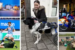 Verlamde stabij Boris (10) rolt door Leeuwarden &amp; NVWA ontdekt illegaal slachthuis | nieuws uit Friesland van 10 april