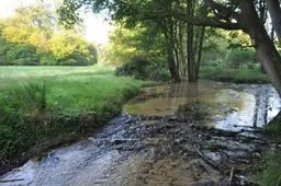 Springendalsebeek - foto Staatsbosbeheer Marijke-Kodden