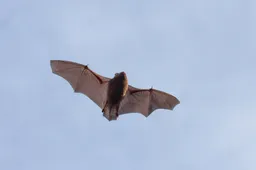 Gewone-dwergvleermuis@Mark-Kras---Staatsbosbeheer