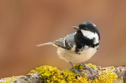 Zwarte Mees - Annie Keizer