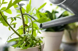 pexels-polina-tankilevitch-4440534