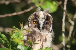 nathalieburblis-owl-7107272