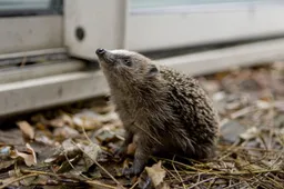 egel