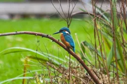 ijsvogel oude hortus1 credit daniel liefhebber