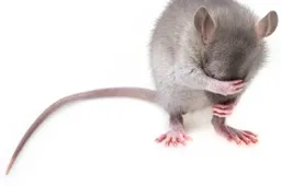 muis