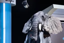 olifant bij de bushalte