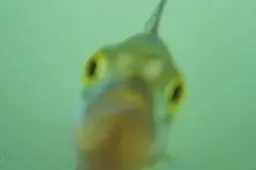 visdeurbel