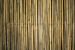 bamboo