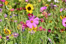 tuin bloemen