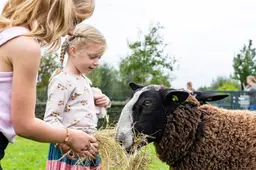 kinderen schaap