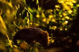 Egel nacht