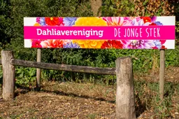 dahliaver de jonge stek