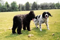 honden