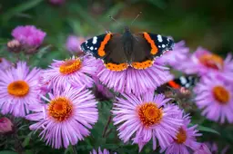 vlinder ian kelsall via pixabay
