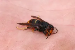 aziatische hoornaar 06