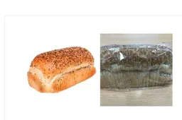 Jumbo brood