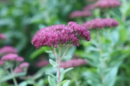 Tuinplant