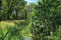 De Run in natuurgebied Grootgoor na fase 1