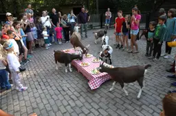 Dierendag-2026-14
