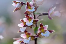 stengel met witte bloemen van een moeraswespenorchis epipactis palustris in een natte duinvallei in het noordhollands duinreservaat bij heemskerk door ronald van wijk 1jpg