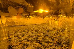 Aangetroffen hennepplanten