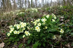 Stengelloze sleutelbloem