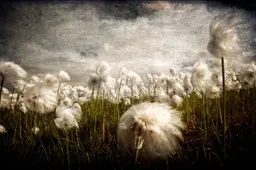 FLUFFIES_RCA_3881