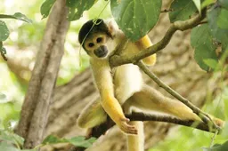 zooparc aap