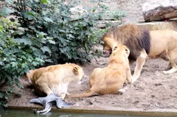 thumb vk video van leeuwen die reiger opjagen in artis gaat weer rond