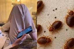 thumb vk moeder wil een wasgoed met bedwantsen in haar wasmachine