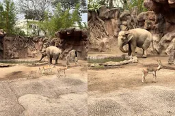 thumb vk unieke beelden olifant schiet te hulp en redt gazelle van verdrinkingsdood