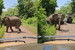 thumb_vk_Nederlandse_toeristen_zien_olifant_bevallen_in_Tanzania
