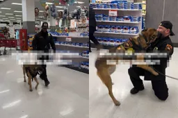 thumb_vk_K9_hond_herkent_zijn_eerste_hondenbegeleider