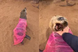 thumb_vk_En_weer_zit_er_eentje_vast_zeehond_bevrijd_van_net