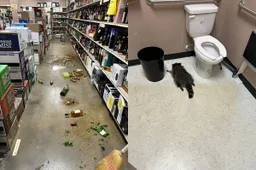 thumb_vk_Inbreker_slijterij_blijkt_dronken_wasbeer