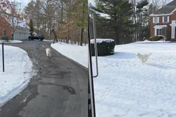 thumb_vk_Deze_hond_en_de_postbezorger_zijn_dikke_vriendjes