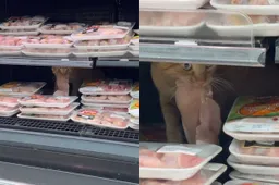 thumb_vk_Kat_regelt_zijn_eigen_eten_in_de_supermarkt