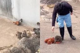 thumb_vk_Waarom_je_tijdlijn_ineens_vol_staat_met_baby_aapje_Punch