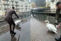 thumb_vk_Man_die_zwaan_het_water_in_wijst_gaat_viraal