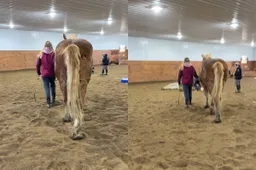 thumb_vk_Paard_mag_rouwen_om_ander_paard