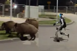 thumb_poolse_zwijnen