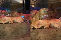 thumb_vk_Leeuwen_liggen_lepeltje_lepeltje_en_gaan_viraal