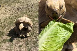 thumb_vk_Schildpadden_hebben_ook_honger_tijdens_de_daad