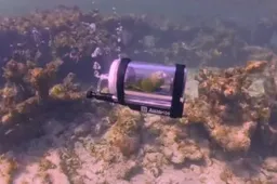 thumb_vk_Snorkelende_papegaai_Bebe_gaat_viraal