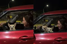 thumb_vk_Vijf_chihuahuas_veroveren_de_wereld