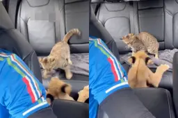 thumb_viraal_leeuw_poes_groot
